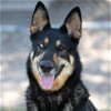 adoptable Dog in camarillo, CA named *TWIX