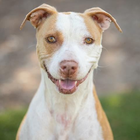 adoptable Dog in Camarillo, CA named NATASHA