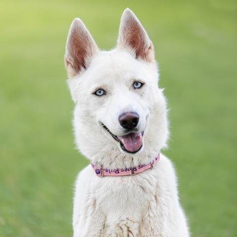 adoptable Dog in Camarillo, CA named *CHOP SUEY