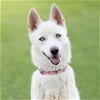 adoptable Dog in camarillo, CA named *CHOP SUEY