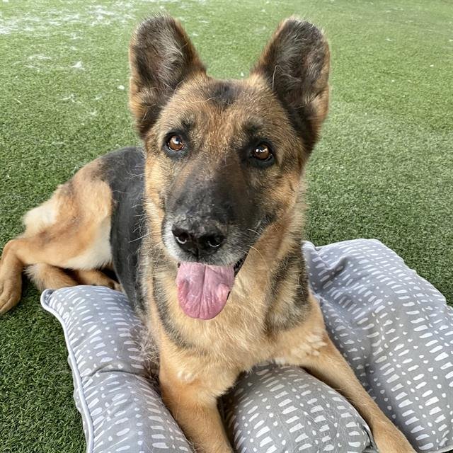 adoptable Dog in Camarillo, CA named SOPHIA