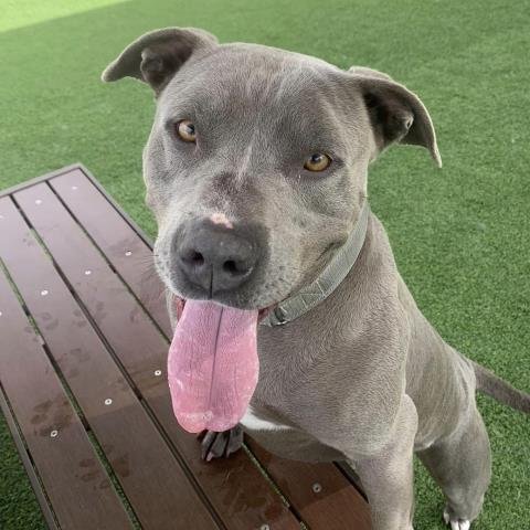 adoptable Dog in Camarillo, CA named GATOR