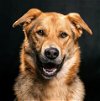 adoptable Dog in camarillo, CA named *BROWNIE