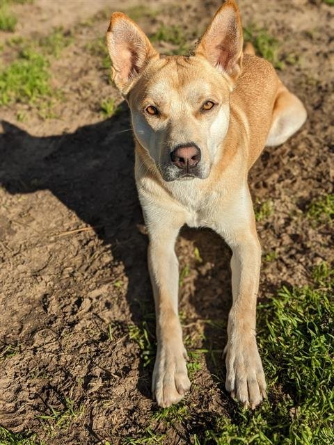 adoptable Dog in Camarillo, CA named *TRAVIS