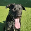 adoptable Dog in camarillo, CA named MAX