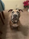 adoptable Dog in camarillo, CA named RUFUS