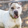 adoptable Dog in camarillo, CA named *BLONDIE