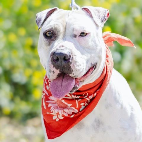 adoptable Dog in Camarillo, CA named *BLONDIE