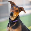 adoptable Dog in Camarillo, CA named *DOBBIE