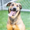 adoptable Dog in camarillo, CA named *OPHELIA