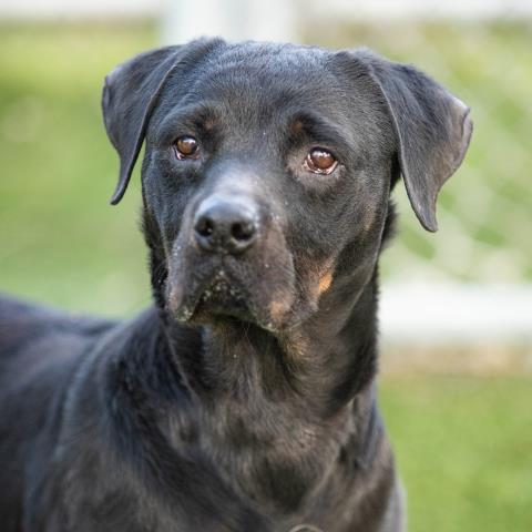 adoptable Dog in Camarillo, CA named *GINGERSNAP