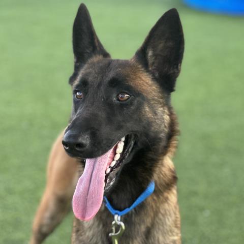 adoptable Dog in Camarillo, CA named *ZUKO