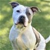 adoptable Dog in camarillo, CA named NEKKA