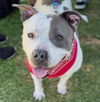 adoptable Dog in Camarillo, CA named NEKKA