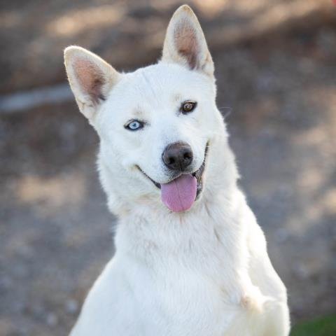 adoptable Dog in Camarillo, CA named *WALTER