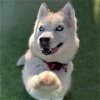 adoptable Dog in camarillo, CA named BANDIDA