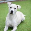adoptable Dog in camarillo, CA named SASHA