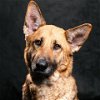 adoptable Dog in camarillo, CA named *MOLLY