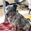 adoptable Dog in camarillo, CA named *ASHER