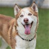 adoptable Dog in camarillo, CA named ZOOMA