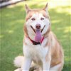 adoptable Dog in camarillo, CA named ZERO