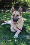 adoptable Dog in camarillo, CA named *TANNER