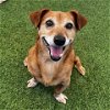 adoptable Dog in camarillo, CA named ROSCOE