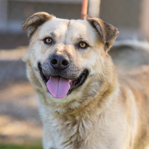 adoptable Dog in Camarillo, CA named *SIMON