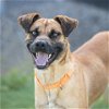 adoptable Dog in camarillo, CA named FIESTA