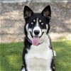 adoptable Dog in camarillo, CA named TH