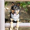 adoptable Dog in camarillo, CA named DEOGE