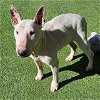 adoptable Dog in camarillo, CA named HARLEY