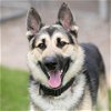adoptable Dog in camarillo, CA named DUKE
