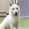 adoptable Dog in camarillo, CA named *TURNIP