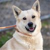 adoptable Dog in camarillo, CA named SPIKE