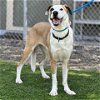 adoptable Dog in camarillo, CA named ORZO