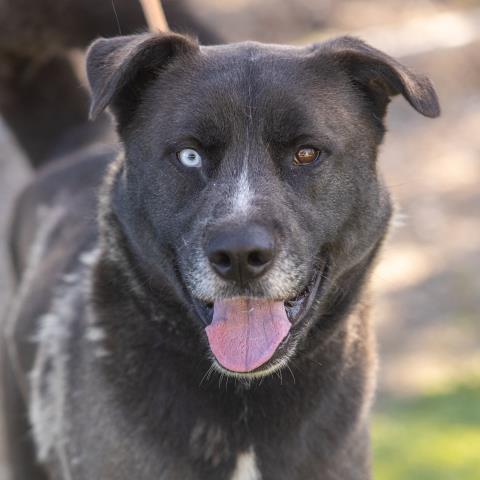 adoptable Dog in Camarillo, CA named *NELSON