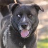 adoptable Dog in camarillo, CA named *NELSON