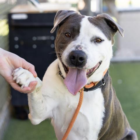 adoptable Dog in Camarillo, CA named SPOTS