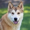 adoptable Dog in camarillo, CA named *RUSTY