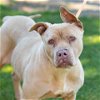 adoptable Dog in camarillo, CA named *RUBY
