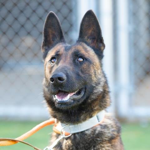 adoptable Dog in Camarillo, CA named *SAOIRSE