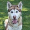 adoptable Dog in camarillo, CA named CONELA