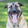 adoptable Dog in  named *WEDNESDAY