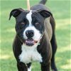 adoptable Dog in camarillo, CA named *REGGIE