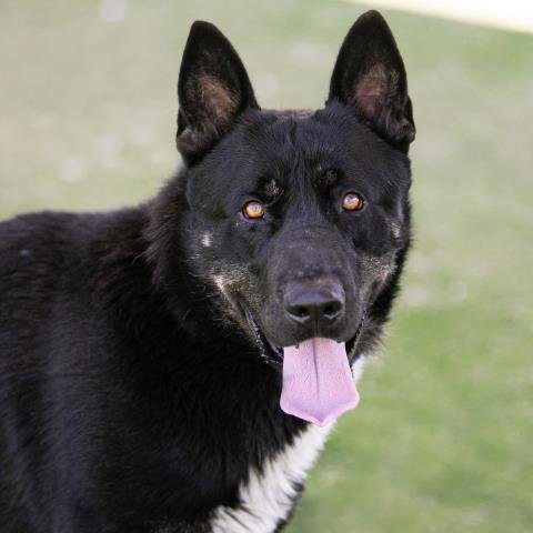 adoptable Dog in Camarillo, CA named APOLLO