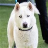 adoptable Dog in camarillo, CA named SKY