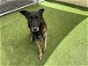 adoptable Dog in camarillo, CA named *JUSTIN B