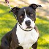 adoptable Dog in camarillo, CA named BRUNO