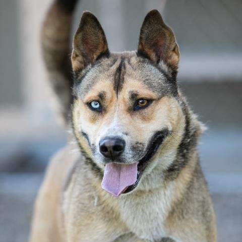 adoptable Dog in Camarillo, CA named CHLOE